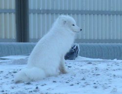 Photo of an arctic fox.