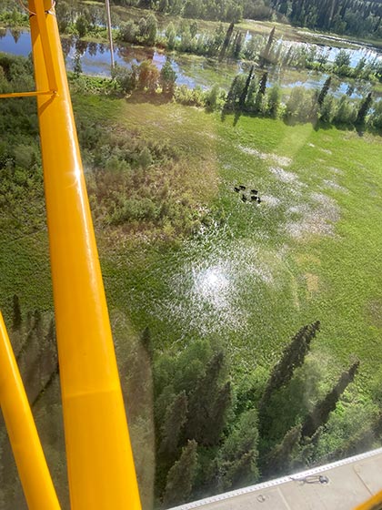 Wood bison aerial survey