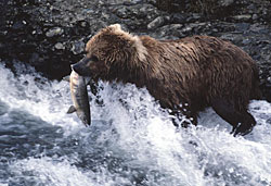 brown bear with salmon