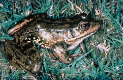 Red-legged frog