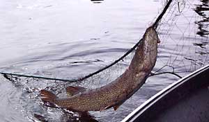 pike in net