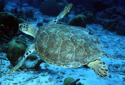 photo of a green sea turtle