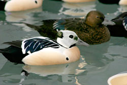 photo of two Steller's eider