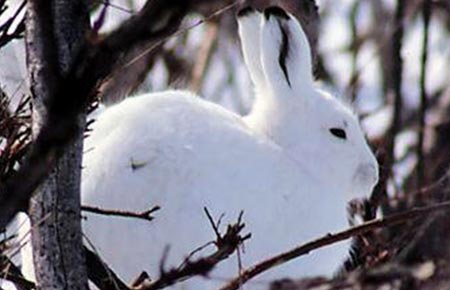 Photo of a Alaska Hare