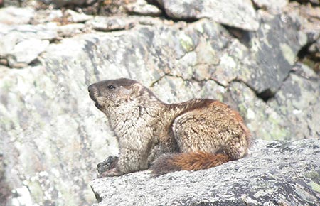 Photo of an Alaska Marmot