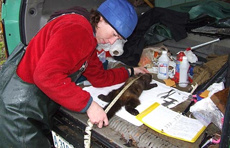 Photo of a American Marten