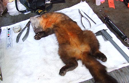 Photo of a American Marten