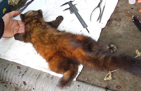 Photo of a American Marten