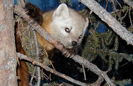 Photo of a American Marten