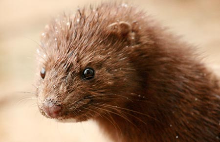 Photo of a American Mink