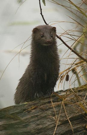 Photo of a American Mink