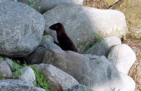 Photo of a American Mink