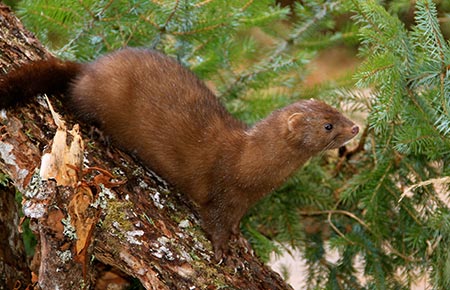 Photo of a American Mink