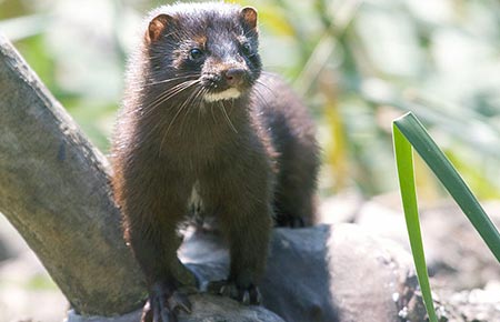 Photo of a American Mink