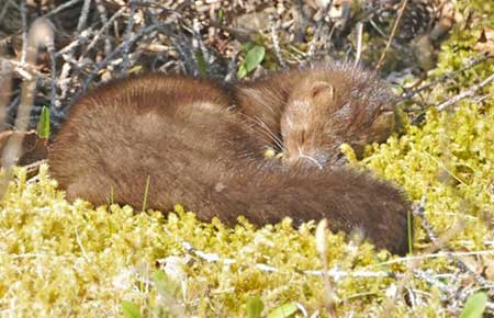 Photo of a American Mink