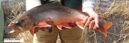 Photo of a Arctic Char