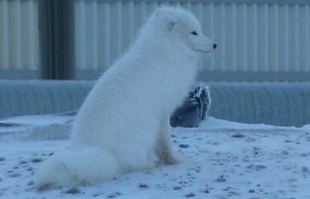 Photo of an arctic fox