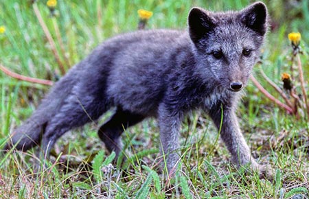 Photo of a Arctic Fox