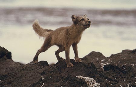 Photo of a Arctic Fox