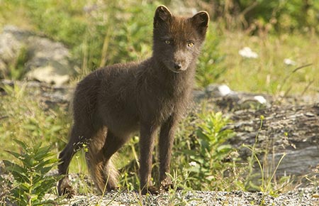 Photo of a Arctic Fox