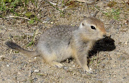 Photo of a Arctic Ground Squirrel