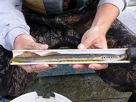 Photo of a Arctic Lamprey