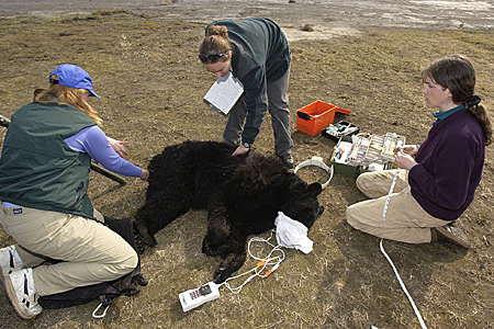 Photo of a Black Bear