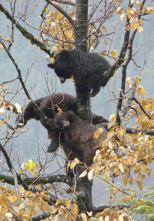 Photo of a Black Bear