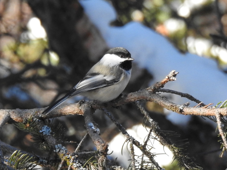 Photo of a Black-capped Chickadee