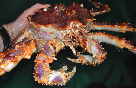 Blue King Crab Species Profile, Alaska Department of Fish and Game