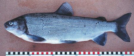 Photo of a Broad Whitefish