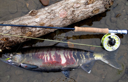 Photo of a Chum Salmon