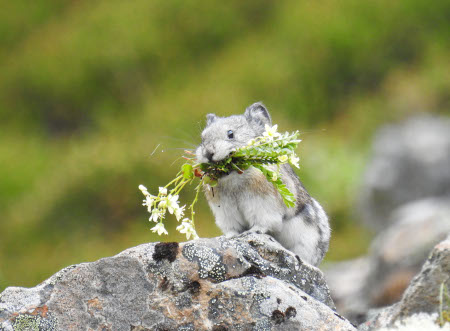 Photo of a Collared Pika