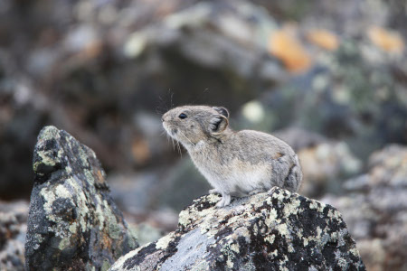 Photo of a Collared Pika