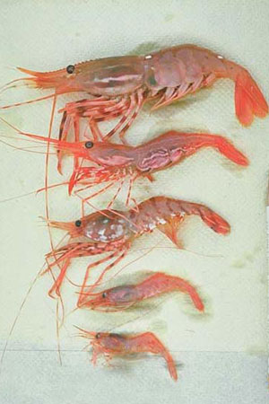 Photo of a Coonstripe Shrimp