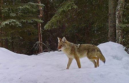 Photo of a Coyote