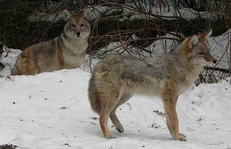 Photo of a Coyote