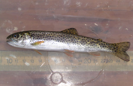 Photo of a Cutthroat Trout