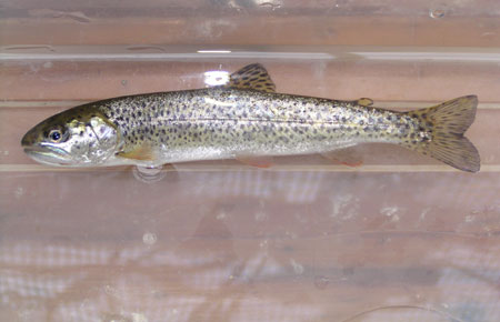 Photo of a Cutthroat Trout