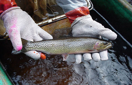 Photo of a Cutthroat Trout