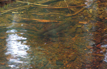 Photo of a Cutthroat Trout