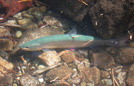 Photo of a Cutthroat Trout