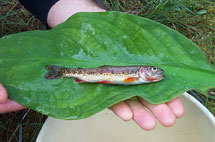 Photo of a Cutthroat Trout