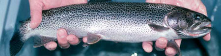 Photo of a Cutthroat Trout