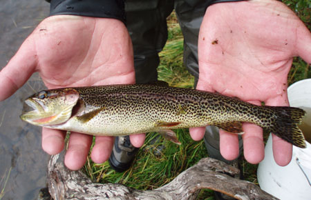 Photo of a Cutthroat Trout