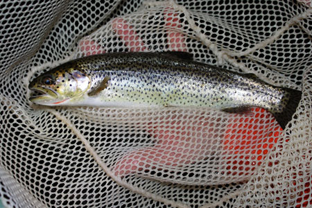 Photo of a Cutthroat Trout