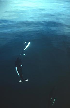 Photo of a Dall's Porpoise