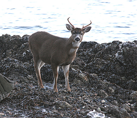 Photo of a Sitka Black-tailed Deer