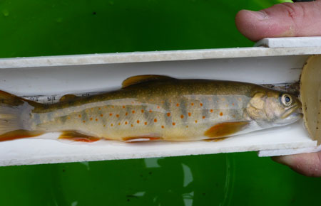 Photo of a Dolly Varden