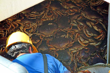 Photo of a Dungeness Crab